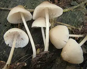 Rosablättriger HelmlingMycena galericulata