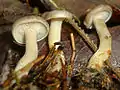 Der Würzelchen-Trichterling (Clitocybe radicellata) erscheint in der kalten Jahreszeit und besitzt am unteren Stielende weiße, wurzelartige Hyphenstränge.