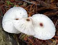 Schwarzflockiger FaltenschirmlingLeucocoprinus brebissonii