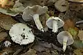 Erdblättriger RisspilzInocybe geophylla