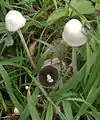 Antillen-DüngerlingPanaeolus antillarum