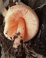 Rosastieliger DachpilzPluteus roseipes