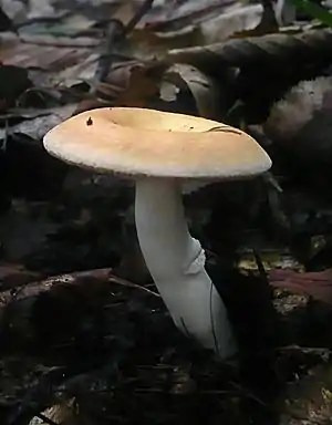 Wechselfarbiger Dotter-Täubling (Russula risigallina)