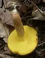 ZiegenlippeXerocomus subtomentosus