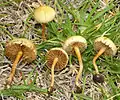 Raustieliger AckerlingAgrocybe pediades
