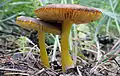 Gelbstieliger DachpilzPluteus romellii