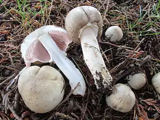 Perlhuhn-Champignon (giftig)Agaricus moelleri