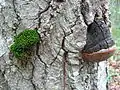 Schwarzer Birken-FeuerschwammPhellinus nigricans