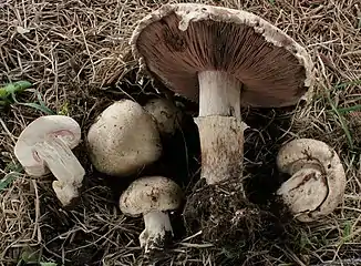 Flockiger ChampignonAgaricus subfloccosus