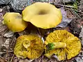 Olivgelber HolzritterlingTricholomopsis decora