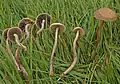 Dunkelrandiger DüngerlingPanaeolus cinctulus
