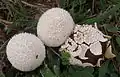 Abblätternder StäublingLycoperdon marginatum