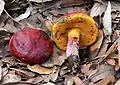 Blutroter Hexen-RöhrlingRubroboletus dupainii