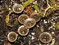 Topf-TeuerlingCyathus olla