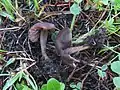Rötender SaftlingHygrocybe ovina