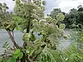 Angelica sylvestris