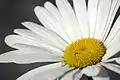 Blütenkörbchen der Margerite.Im Inneren befinden sich gelbe Röhrenblüten, am Rande die weißen Zungenblüten