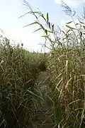 Moorgebiet im Freigelände