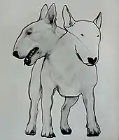 Das Bild zeigt einen Hund in dünnen schwarzen Linien gezeichnet. Der Hund hat einen zweiten Kopf der nach links schaut.
