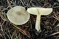 Heller WeichritterlingMelanoleuca evenosa