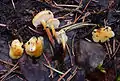 Pappel-Samtfußrübling (Flammulina populicola)