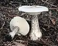 Raustiel- oder Flockenstieliger WeichritterlingMelanoleuca verrucipes