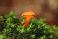 Phylloporus aurantiacus