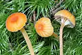 Orangeroter HeftelnabelingRickenella fibula