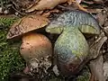 Täuschender HexenröhrlingSuillellus comptus