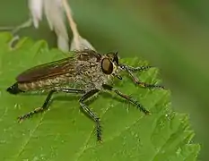 Eutolmus rufibarbis ♀