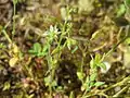 Sand-HornkrautCerastium semidecandrum
