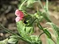 Gewöhnliche HundszungeCynoglossum officinale