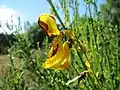 BesenginsterCytisus scoparius