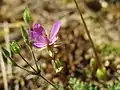 Gewöhnlicher ReiherschnabelErodium cicutarium