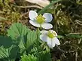 Wald-ErdbeereFragaria vesca