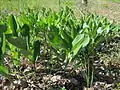 Echtes SalomonssiegelPolygonatum odoratum