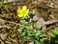 Silber-FingerkrautPotentilla argentea