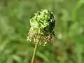 Kleiner WiesenknopfSanguisorba minor