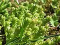 Scharfer MauerpfefferSedum acre