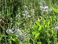 Echter EhrenpreisVeronica officinalis