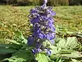 Genfer GünselAjuga genevensis