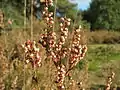 BesenheideCalluna vulgaris