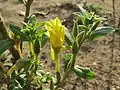 Gewöhnliche NachtkerzeOenothera biennis