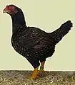 Henne, fasanenbraun