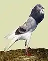 Täuber, rotfahlgeherzt
