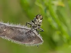 Eutolmus rufibarbis ♂ Frontansicht