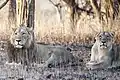 Asiatische Löwen im Gir-Nationalpark