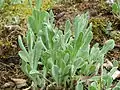 Sand-StrohblumeHelichrysum arenarium