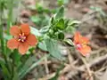 Acker-GauchheilAnagallis arvensis