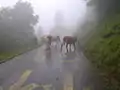 Kühe auf der Straße in der Nähe der Passhöhe